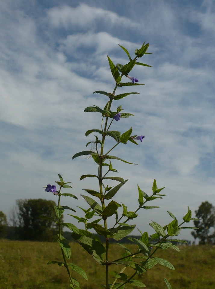 Image of Scutellaria galericulata specimen.