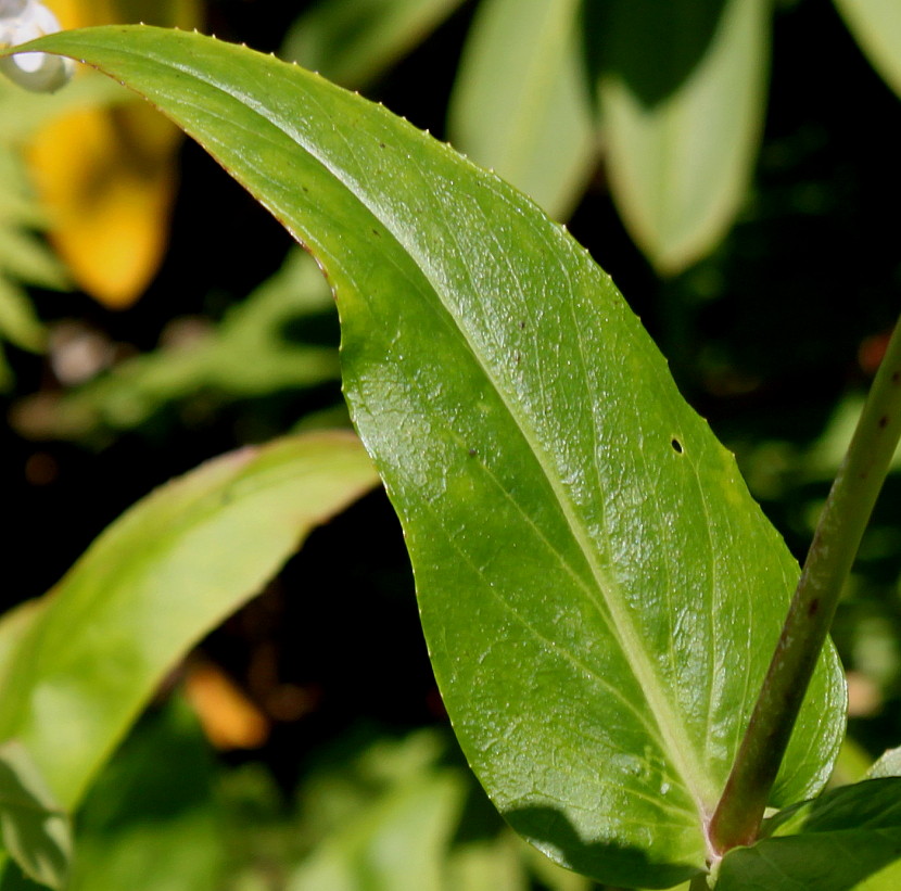 Image of Penstemon attenuatus specimen.