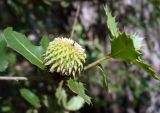 Смотреть изображение Quercus calliprinos