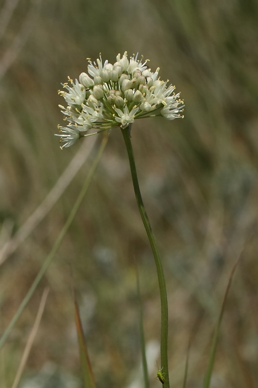 Image of Allium flavescens specimen.