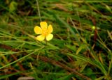 Ranunculus acris. Верхушка цветущего растения с бутоном и завязавшимся плодом. Московская обл., окр. Электрогорска, берег р. Шерны. 12.10.2014.