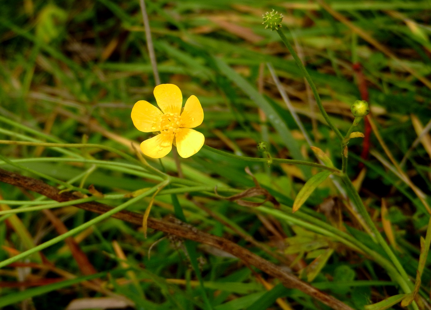 Изображение особи Ranunculus acris.