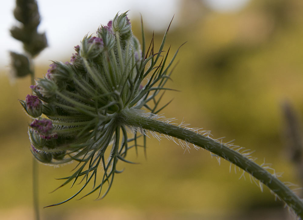 Image of Daucus carota specimen.