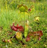 Sarracenia purpurea. Цветущие растения. Германия, г. Мюнстер, ботанический сад Вестфальского университета. Июль 2014 г.
