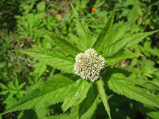 Изображение особи Eupatorium glehnii.