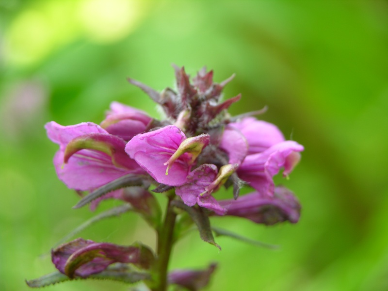 Image of Pedicularis resupinata specimen.