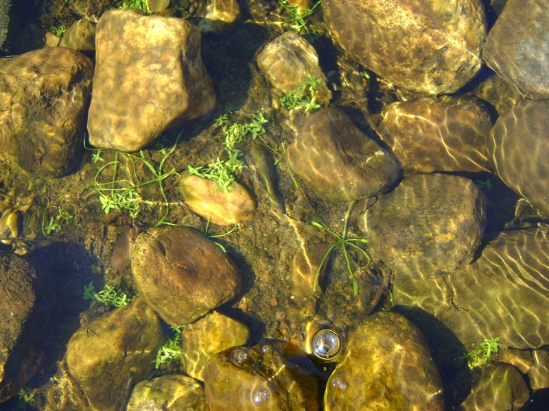 Image of Limosella aquatica specimen.