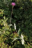 Cirsium heterophyllum. Цветущее растение во влажной кустарниковой тундре. Заметна характерная для вида сизая нижняя поверхность листьев. Окрестности Мурманска, конец августа 2008 г.