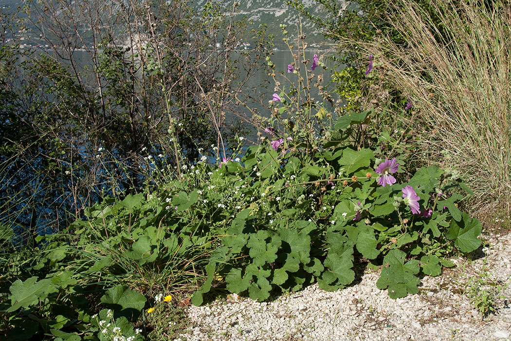 Image of Alcea rosea specimen.