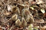 Pulsatilla tatewakii