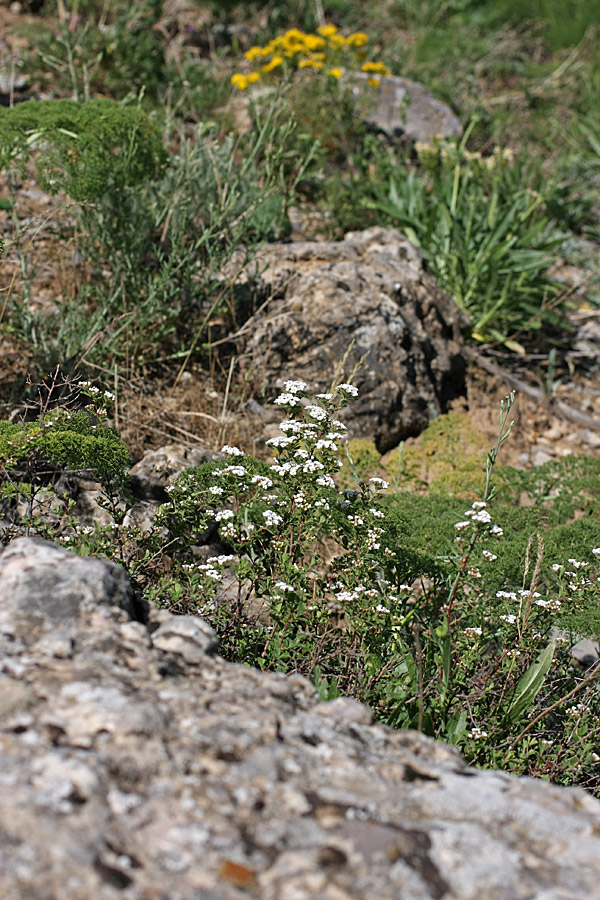 Изображение особи Spiraea pilosa.