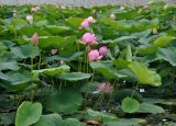 Nelumbo komarovii