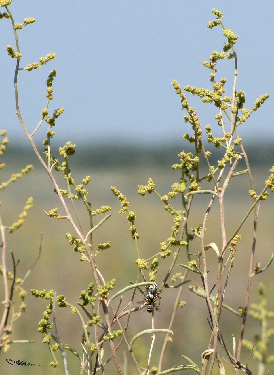 Image of Atriplex cana specimen.