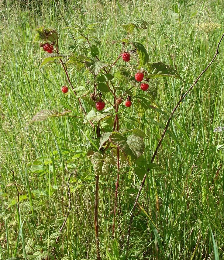 Изображение особи Rubus idaeus.