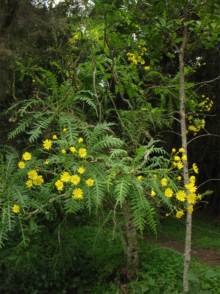 Image of Sonchus canariensis specimen.