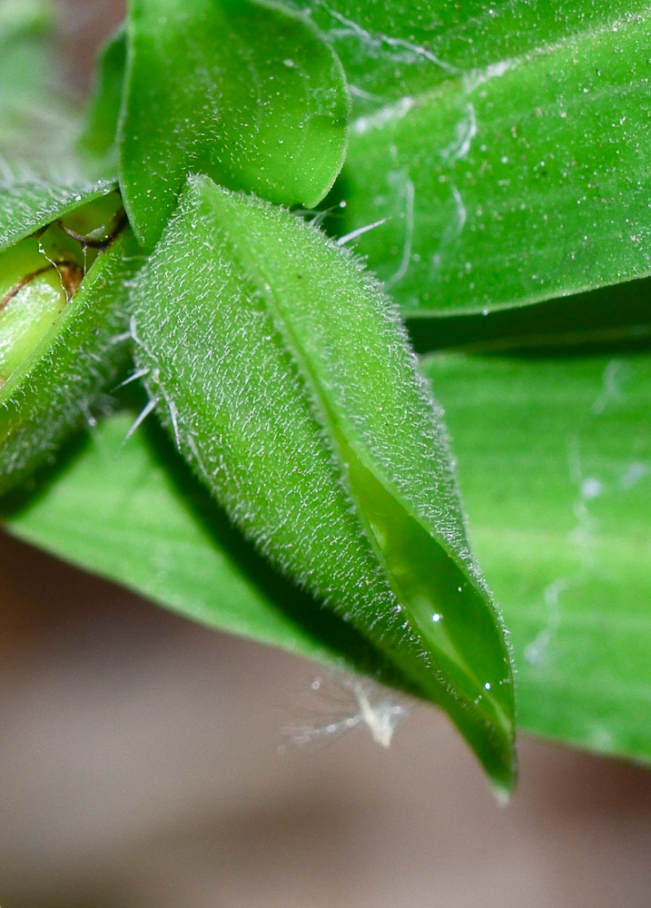 Изображение особи Commelina erecta.