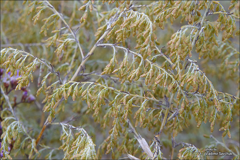 Image of Artemisia santonicum specimen.