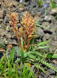 Pedicularis oederi. Плодоносящее растение. Бурятия, Окинский р-н, падь Хи-Гол (выс. около 2000 м н.у.м.), лавовое поле. 11.07.2015.