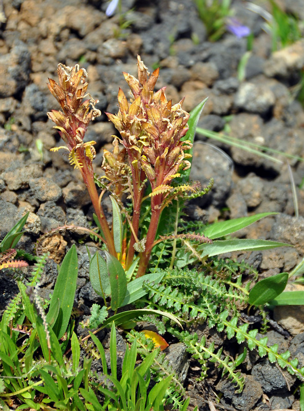 Изображение особи Pedicularis oederi.