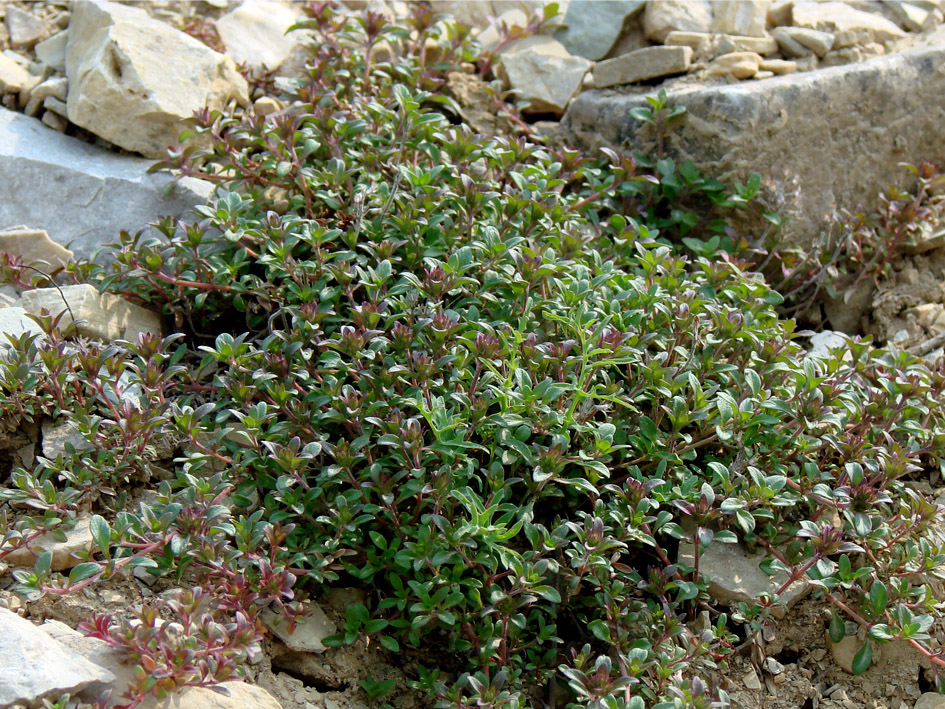 Изображение особи Thymus mongolicus.