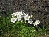 Parnassia palustris