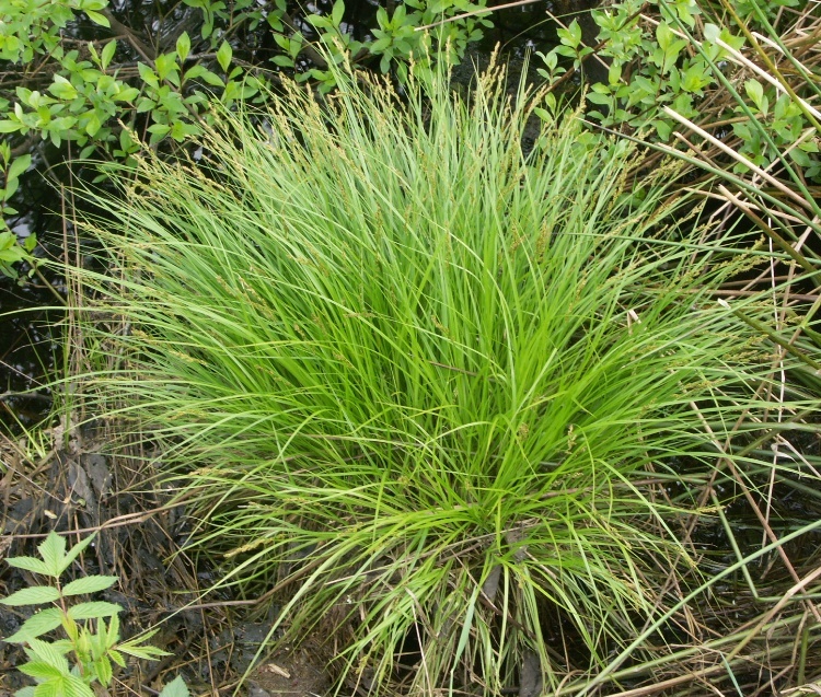 Image of Carex elongata specimen.