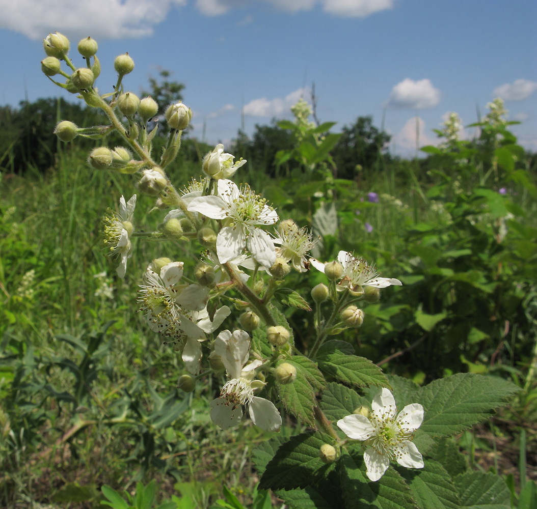 Изображение особи Rubus canescens.