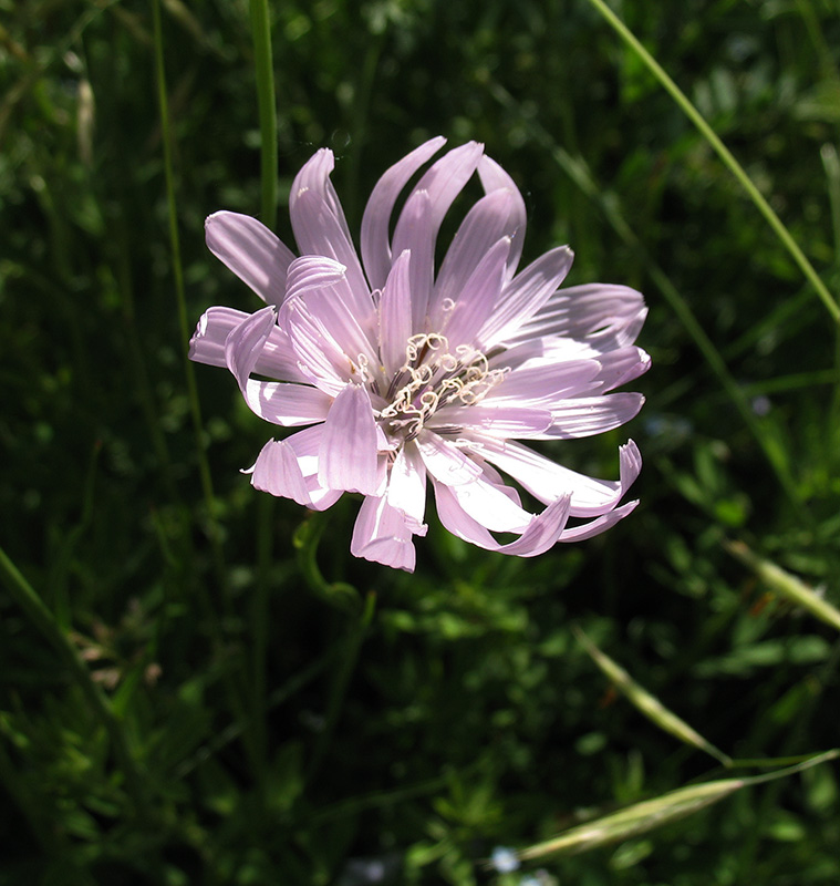 Image of Scorzonera purpurea specimen.