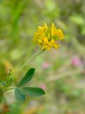 Medicago falcata