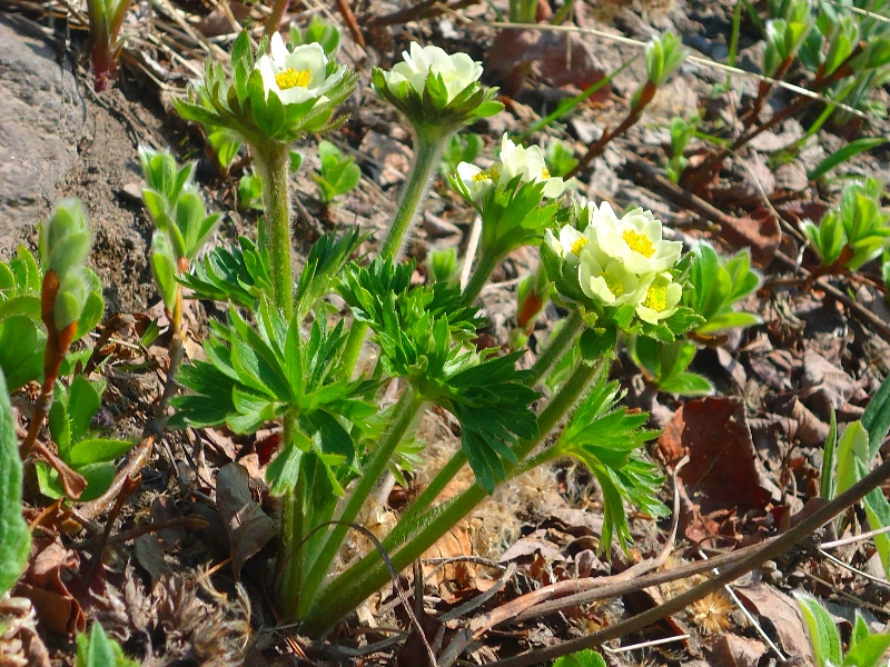 Изображение особи Anemonastrum sibiricum.