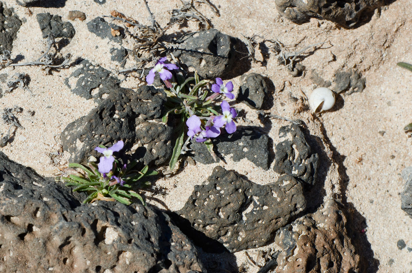 Изображение особи Matthiola fruticulosa var. bolleana.