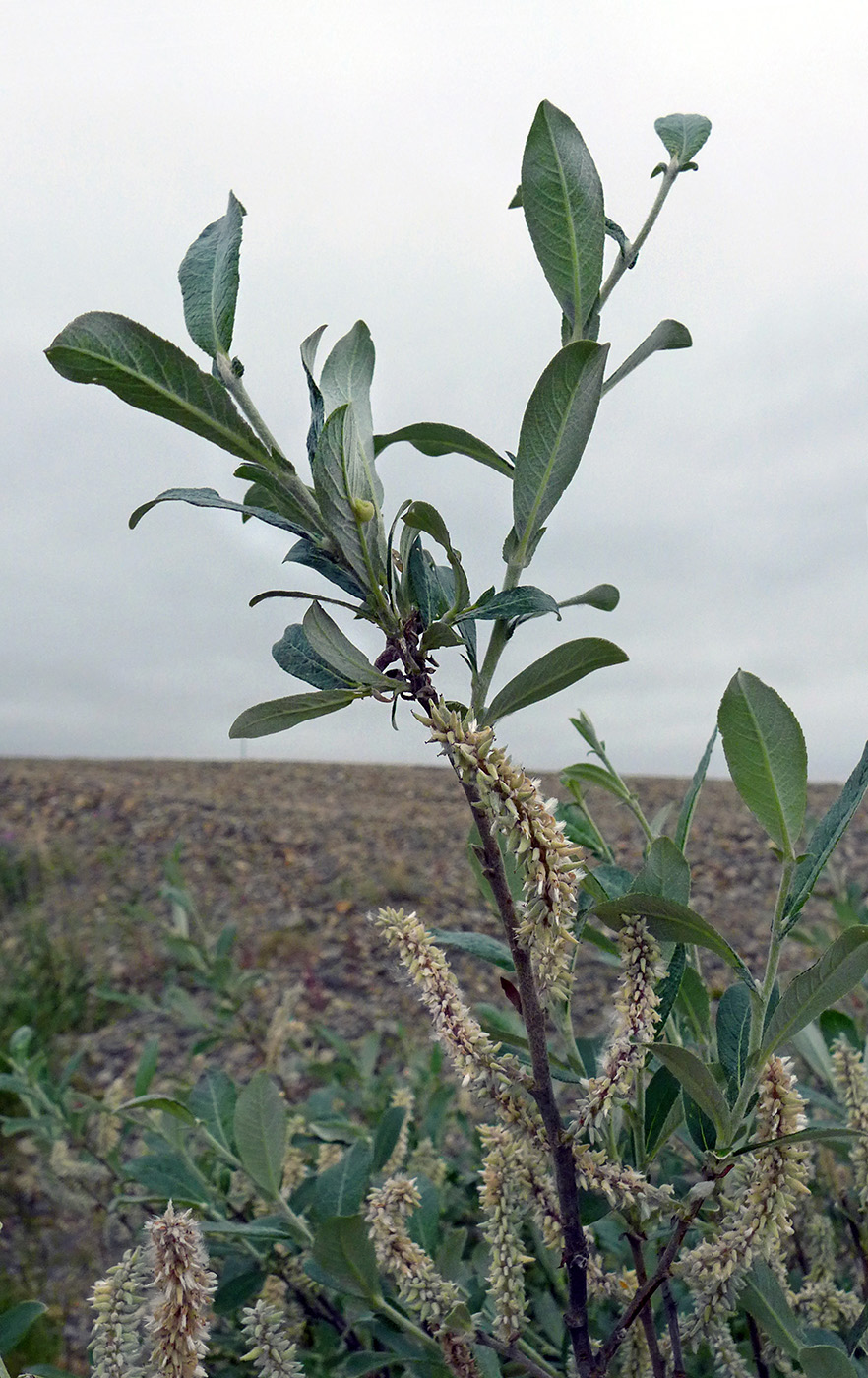 Image of Salix alaxensis specimen.