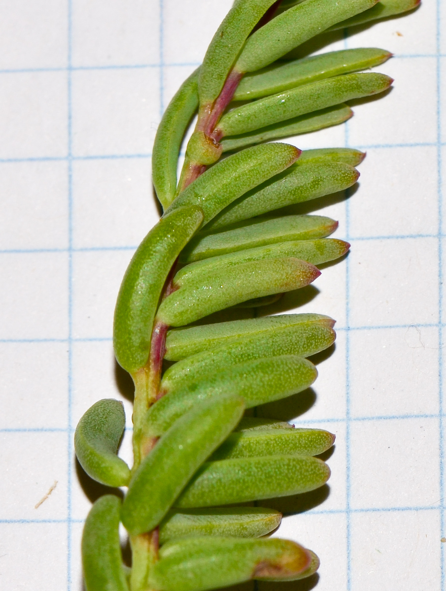 Image of Suaeda vera specimen.