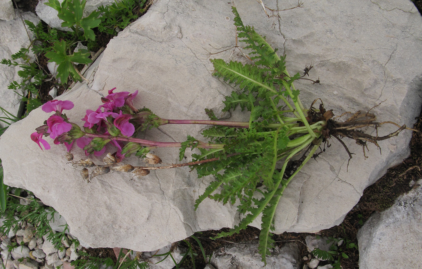 Image of Pedicularis nordmanniana specimen.