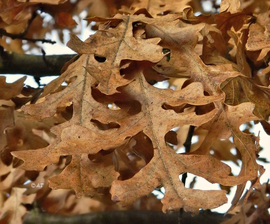 Изображение особи род Quercus.