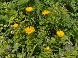 Inula grandiflora. Верхушки цветущих растений. Кабардино-Балкария, Эльбрусский р-н, гора Чегет, ≈ 2500 м н.у.м., альпийский луг. 11.07.2016.