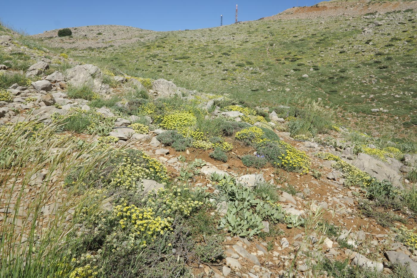 Image of Alyssum baumgartnerianum specimen.