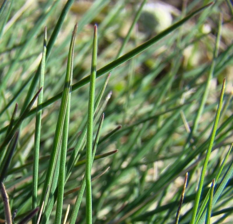 Image of genus Festuca specimen.