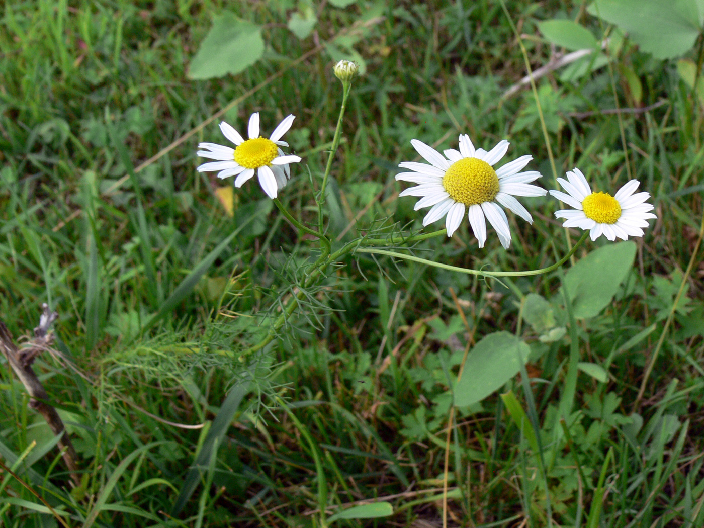 Image of Tripleurospermum inodorum specimen.