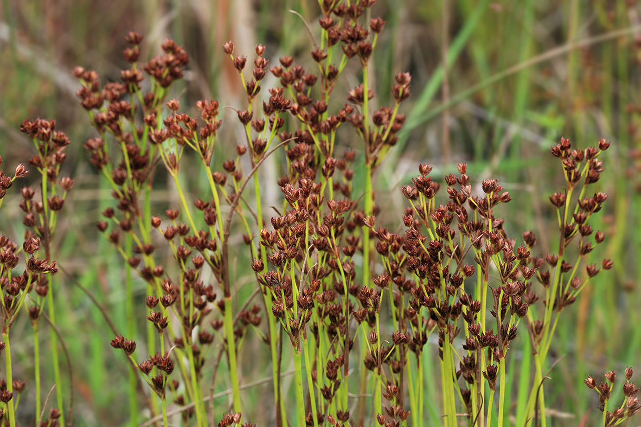 Изображение особи Juncus turczaninowii.