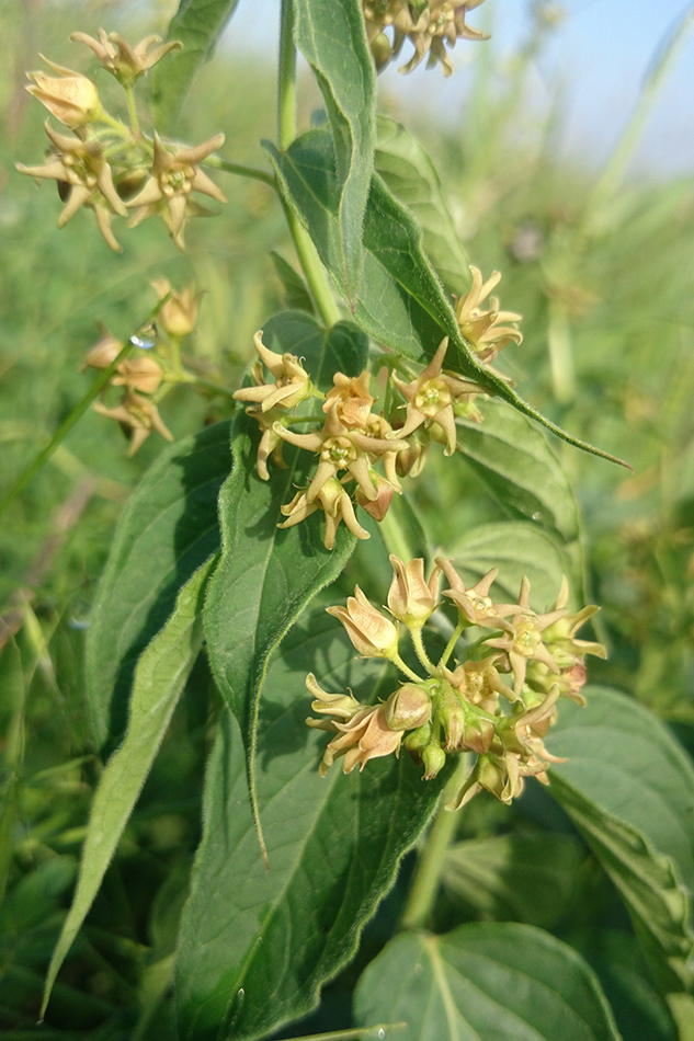 Image of Vincetoxicum intermedium specimen.