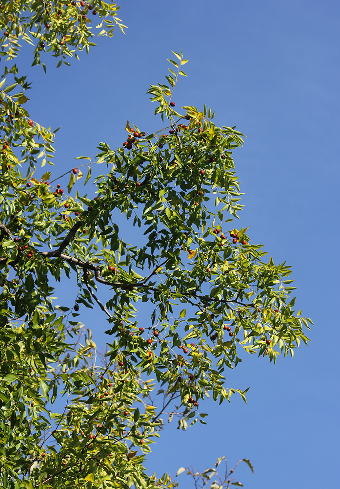 Image of Ziziphus jujuba specimen.