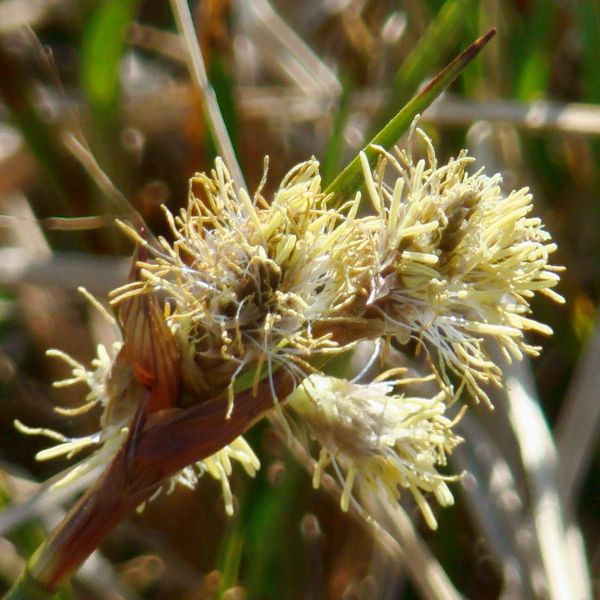 Изображение особи Eriophorum angustifolium.