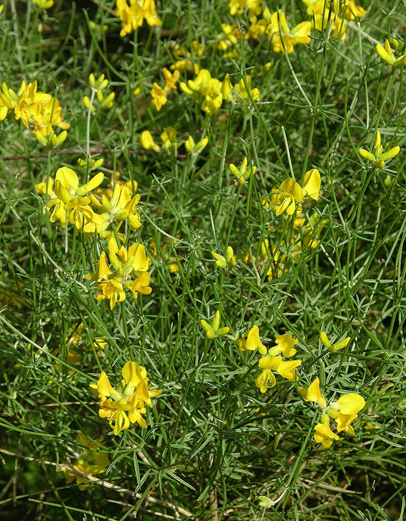 Image of Genista radiata specimen.