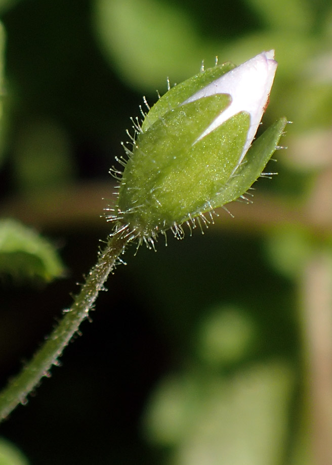 Image of Veronica filiformis specimen.