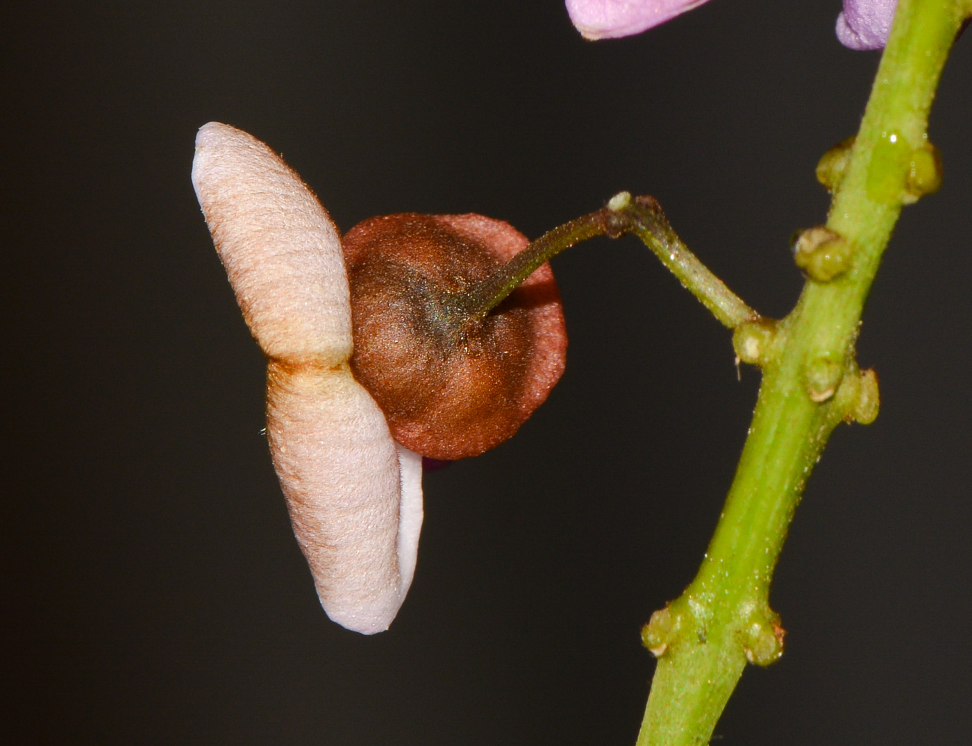 Изображение особи Pongamia pinnata.