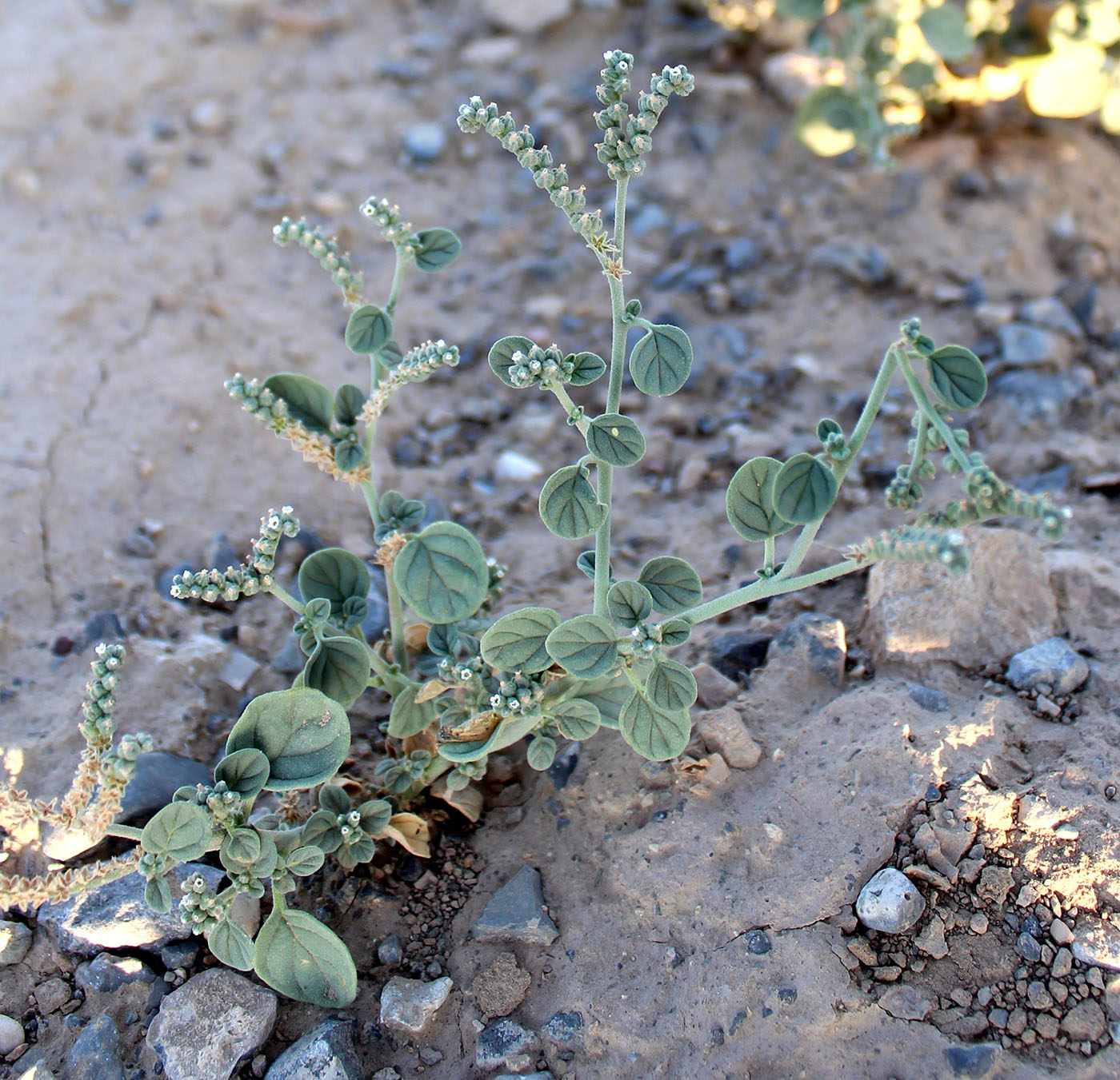 Image of Heliotropium ellipticum specimen.