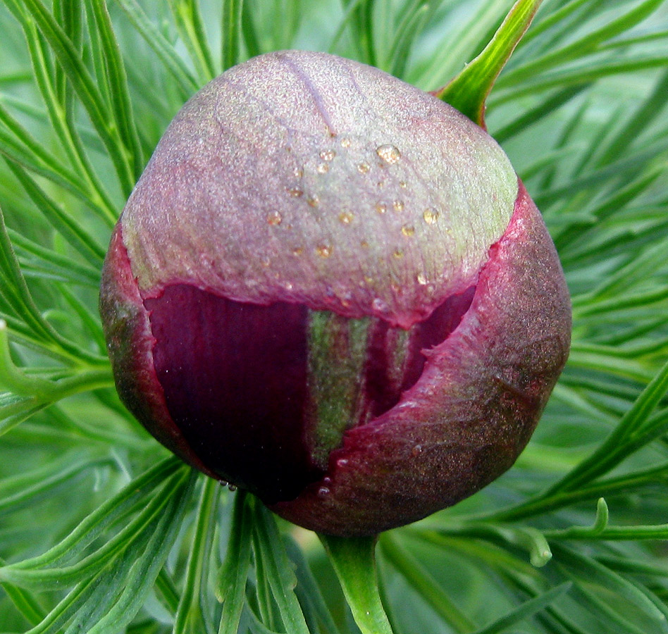 Image of Paeonia tenuifolia specimen.