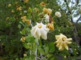 Gardenia volkensii ssp. spathulifolia