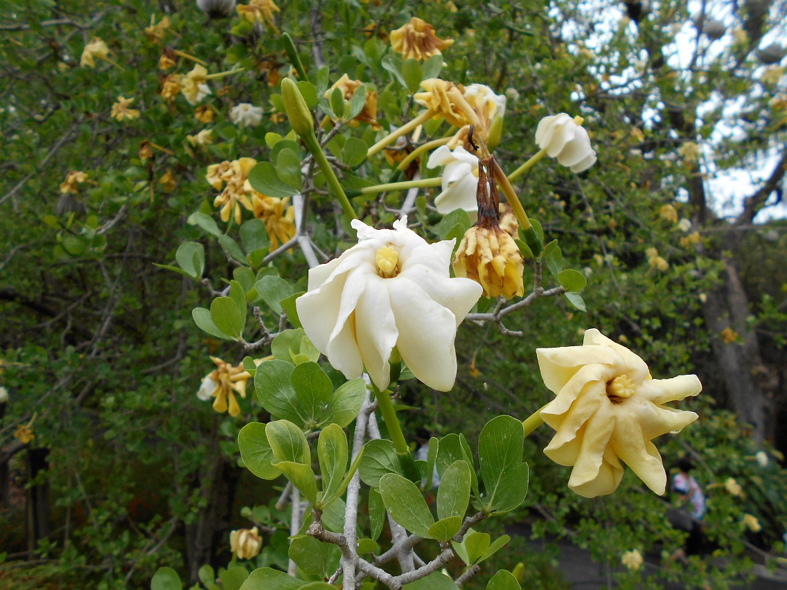 Image of Gardenia volkensii ssp. spathulifolia specimen.